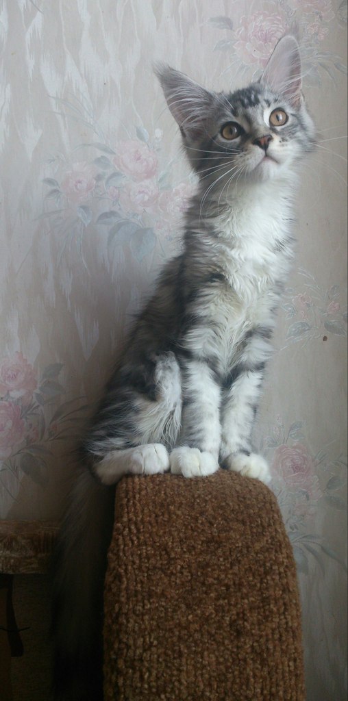 Кошка мейн кун Мурра (FzJ0BP1G7RE)