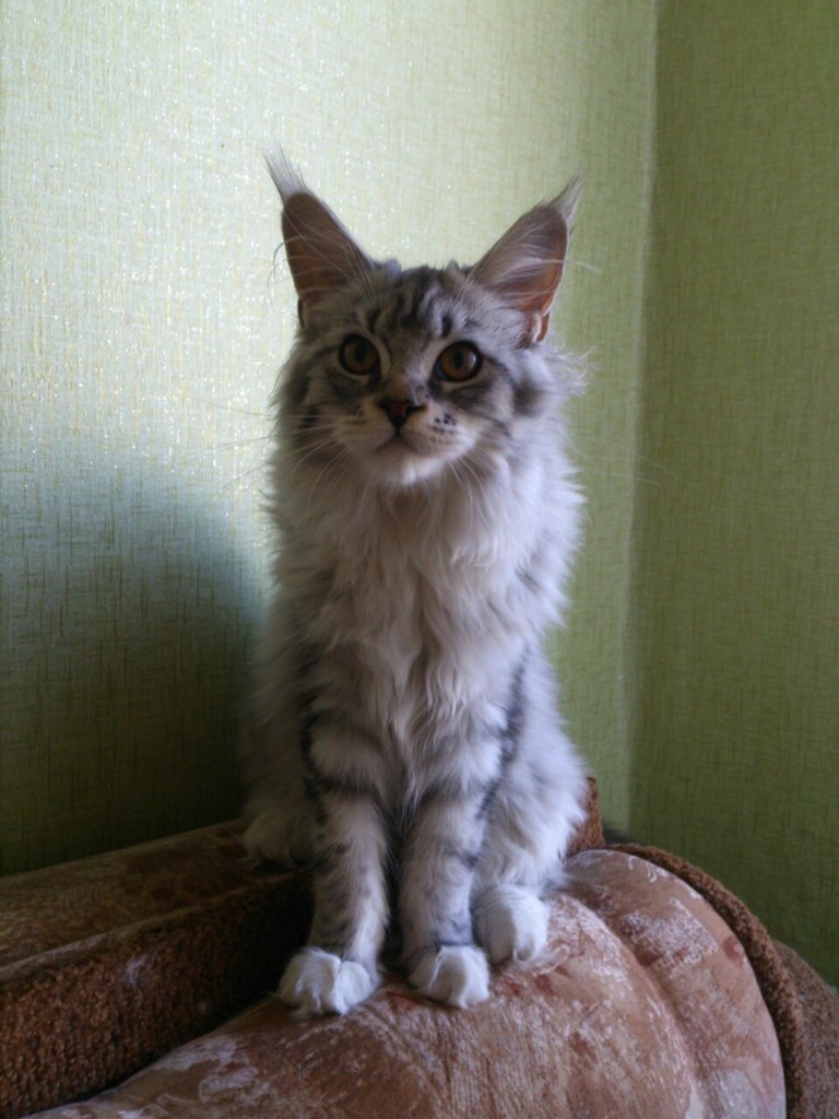 Кошка мейн кун Мурра (GXLpJ-A-MfY)