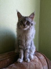 Кошка мейн кун Мурра (GXLpJ-A-MfY)