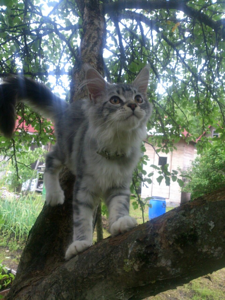 Кошка мейн кун Мурра (OUTXy0QegtI)