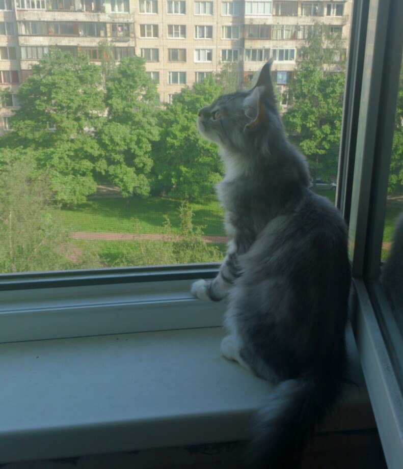Кошка мейн кун Мурра (Scigh7SM4cc)