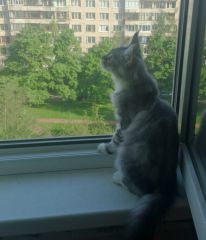 Кошка мейн кун Мурра (Scigh7SM4cc)