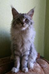 Кошка мейн кун Мурра (yojHttRgzF8)
