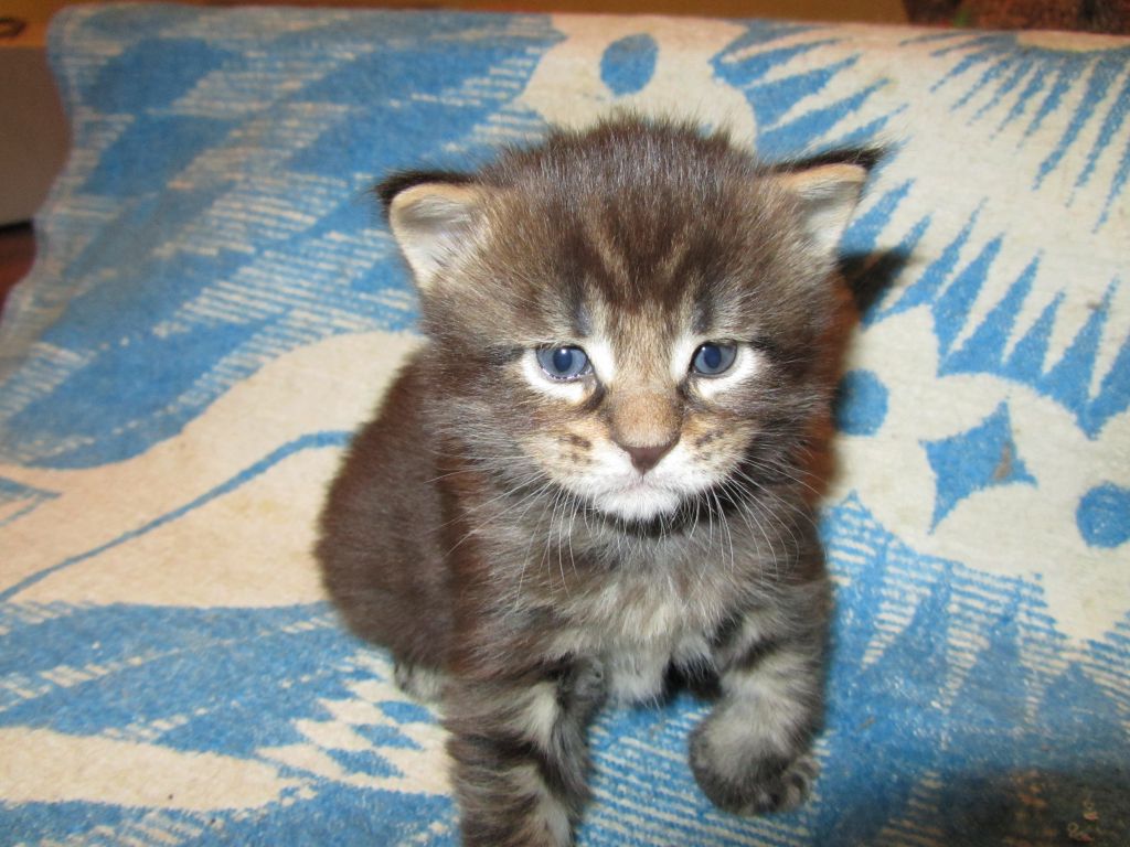 Котята мейн кун (IMG_0574)