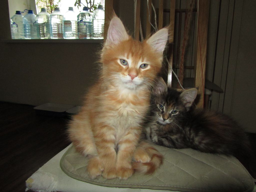 Котята мейн кун (IMG_1238)