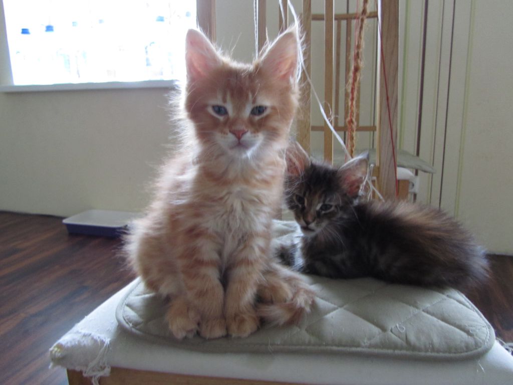 Котята мейн кун (IMG_1239)