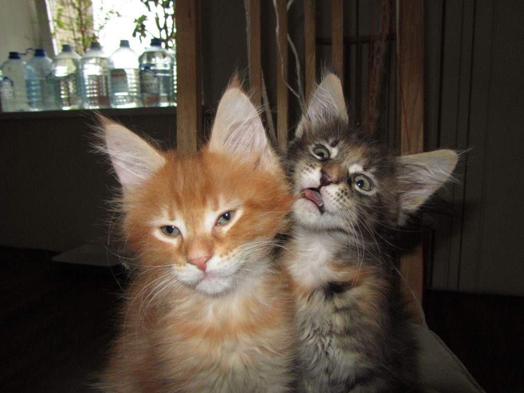 Котята мейн кун (IMG_1255)