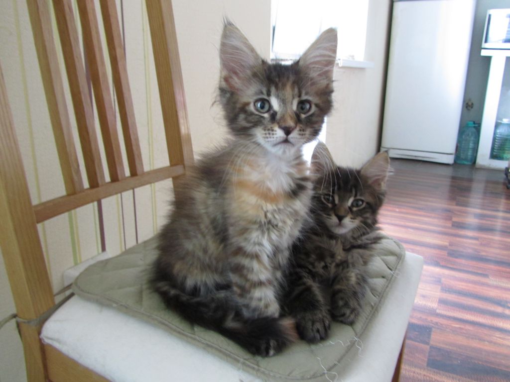 Котята мейн кун (IMG_1274)