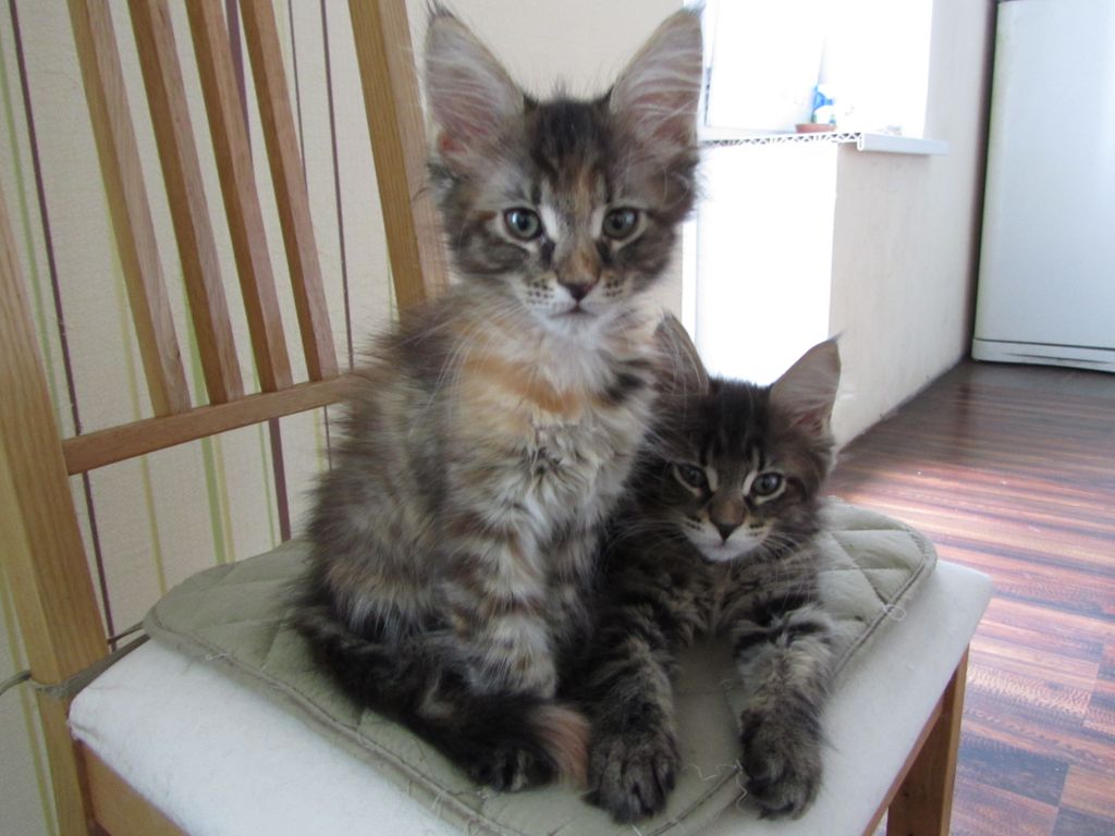 Котята мейн кун (IMG_1276)