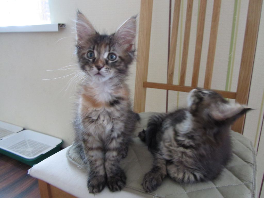 Котята мейн кун (IMG_1283)