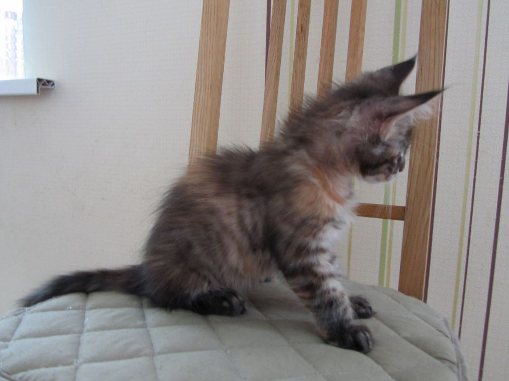 Котята мейн кун (IMG_1293)