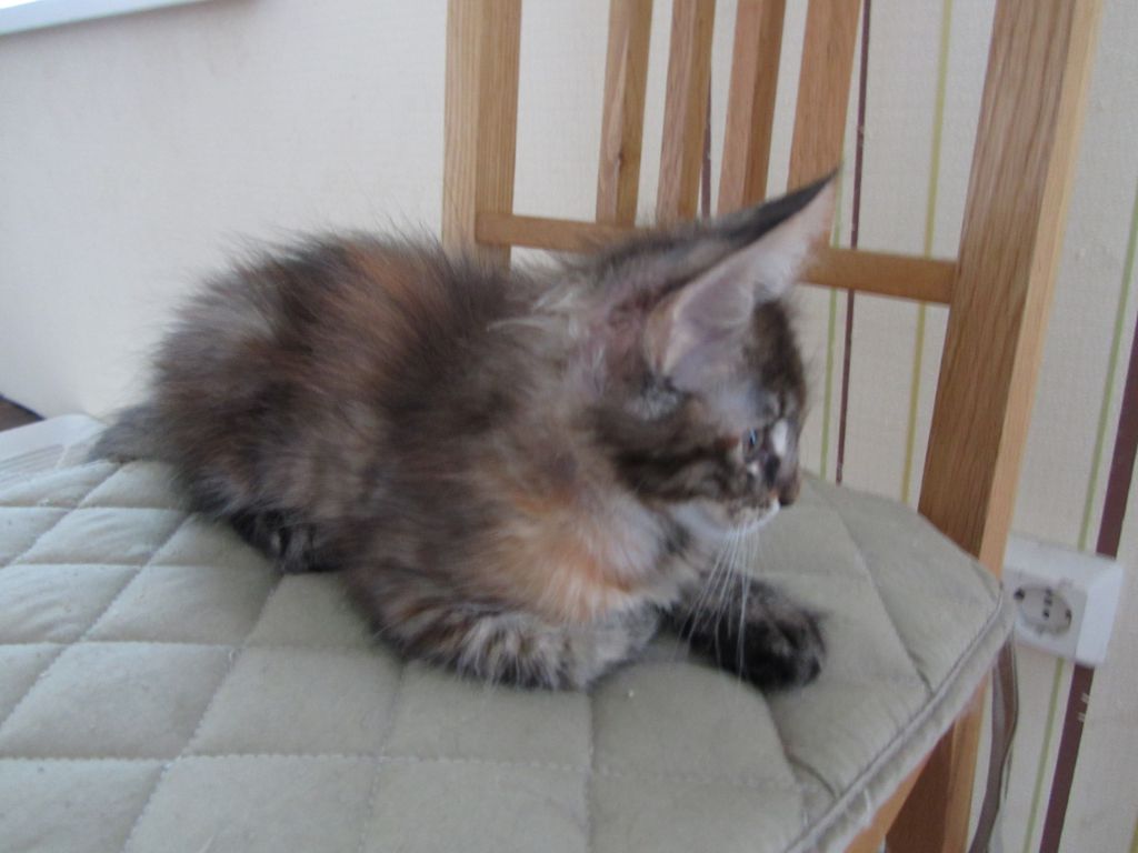 Котята мейн кун (IMG_1296)