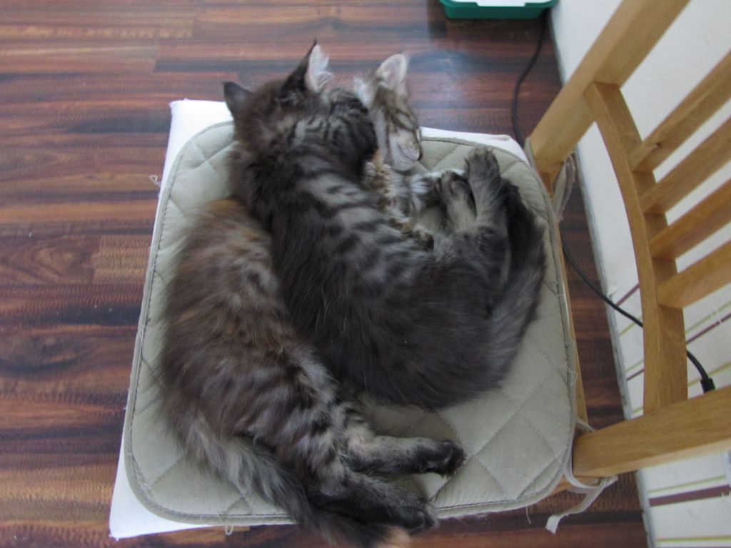 Котята мейн кун (IMG_1299)