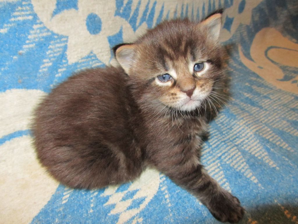 Котята мейн кун (IMG_0576)
