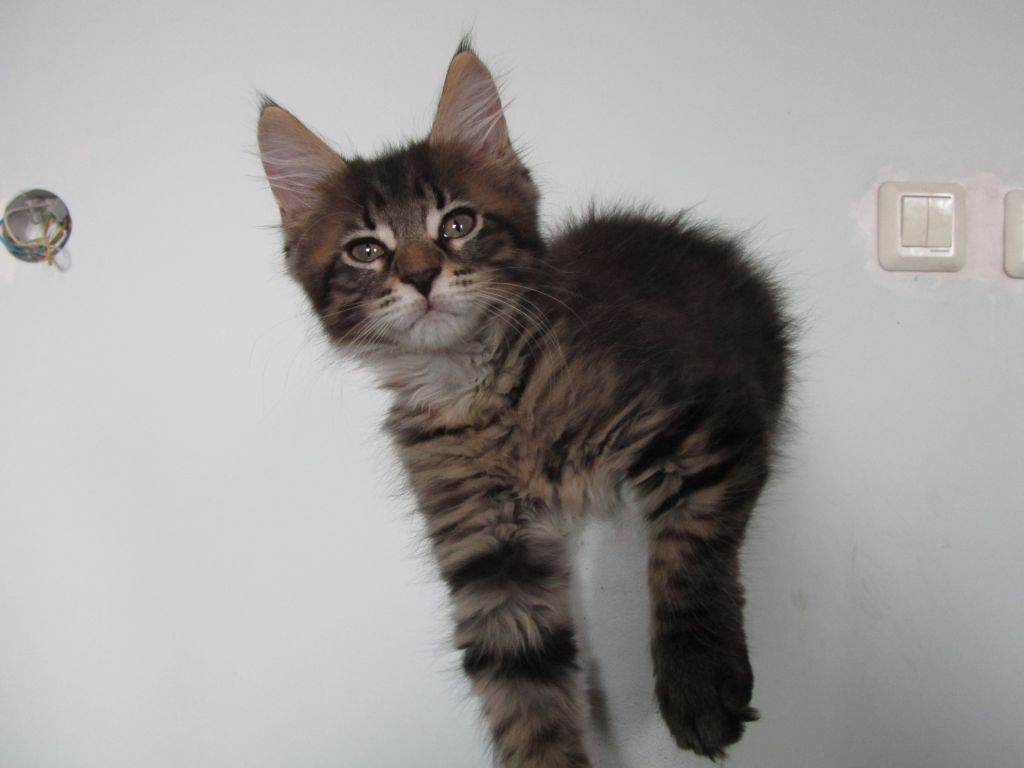Котята мейн кун (IMG_1303)