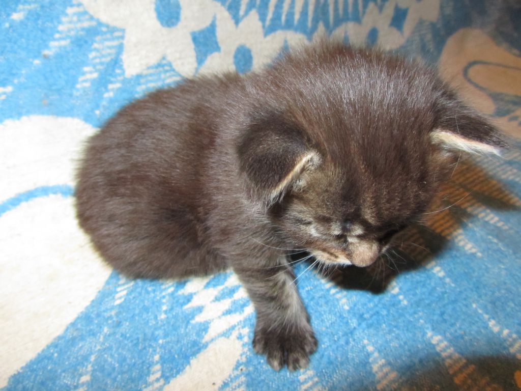 Котята мейн кун (IMG_0577)