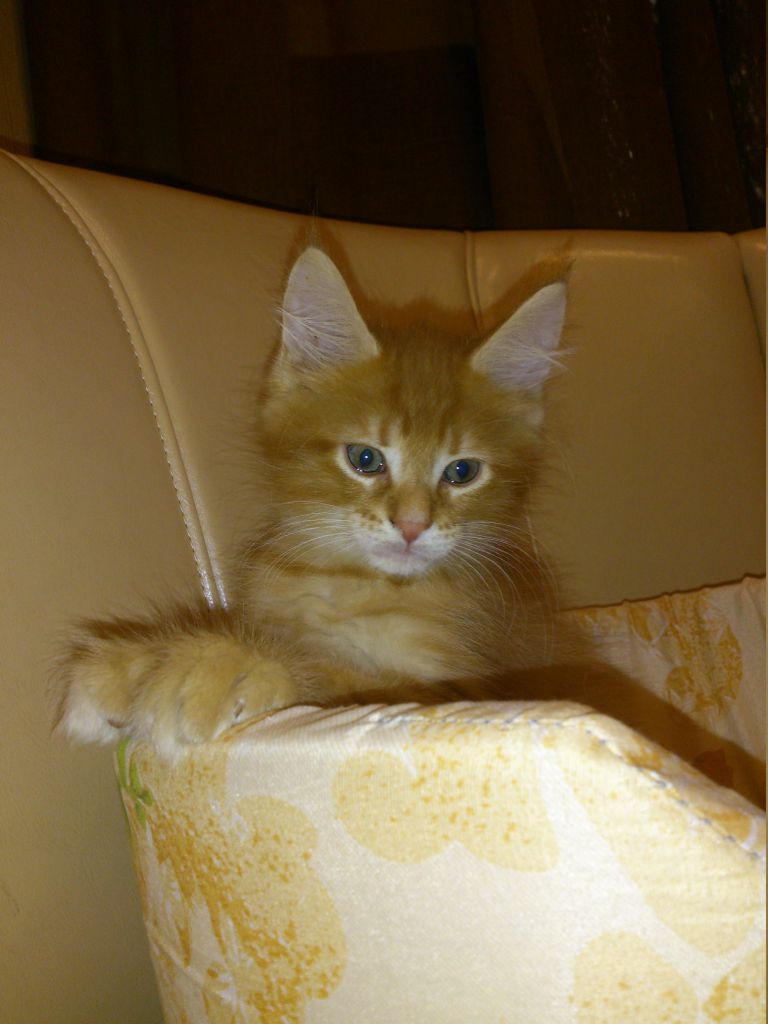 Кот мейн кун Раф (3)
