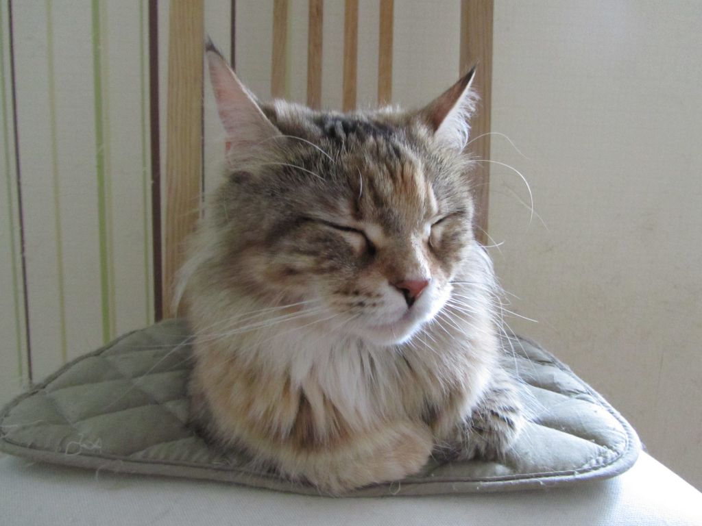 Кошка мейн кун Юки (IMG_1334)