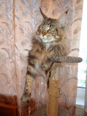 Отец Касси кот мейн-кун Босс