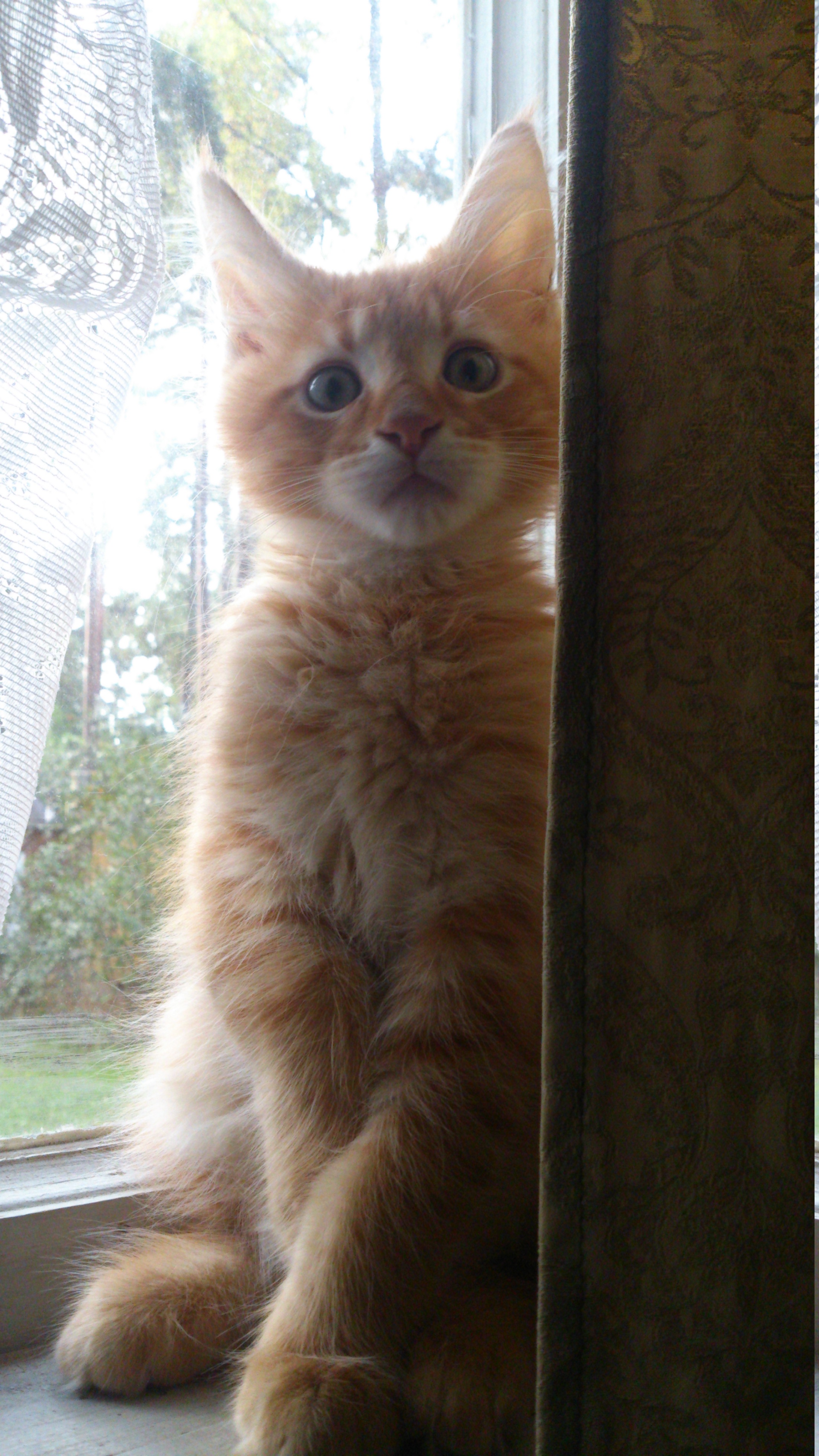 Кот мейн кун Раф (10)