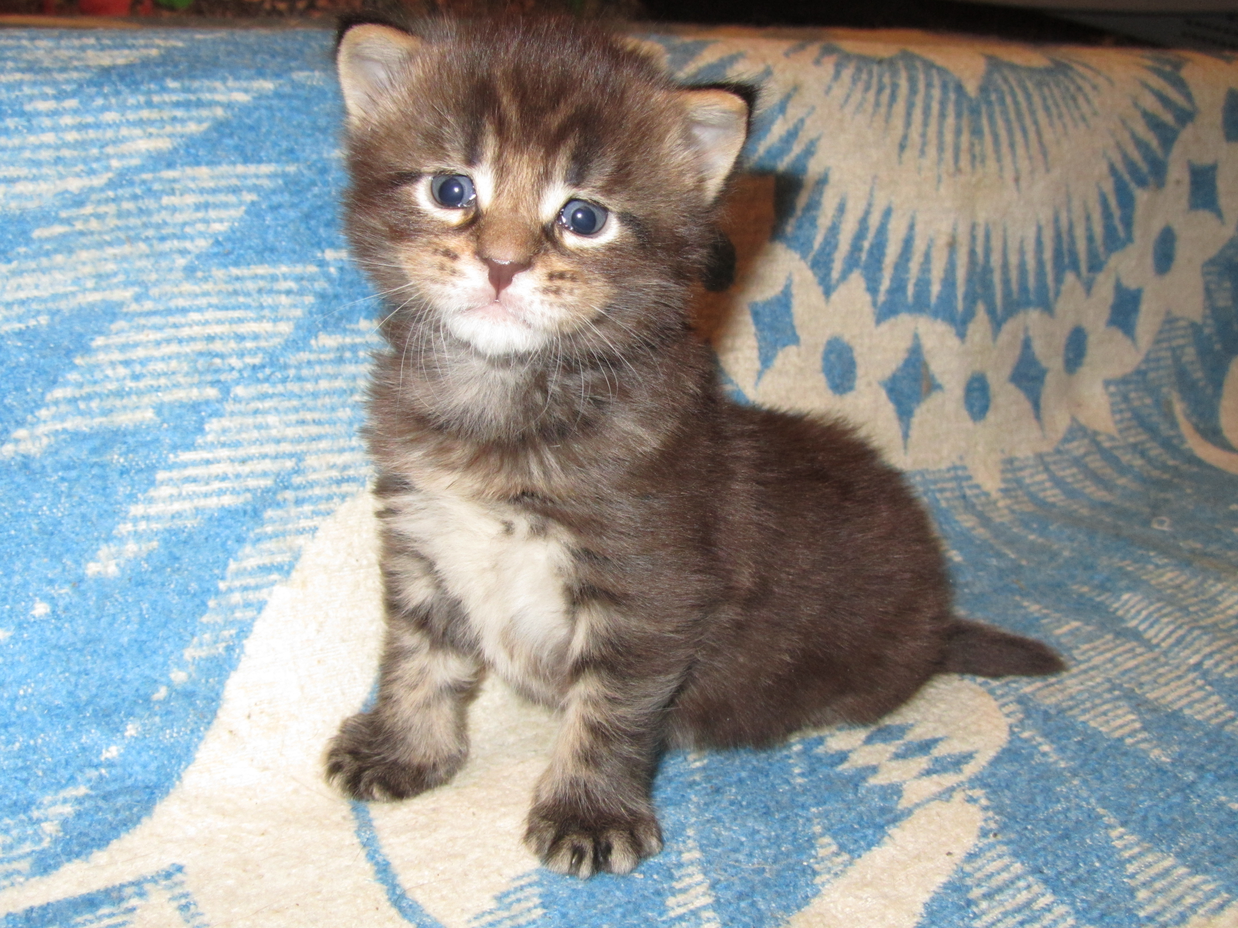 Котята мейн кун (IMG_0584)