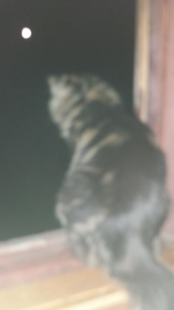 Кот мейн кун Куни (20140905_223523)