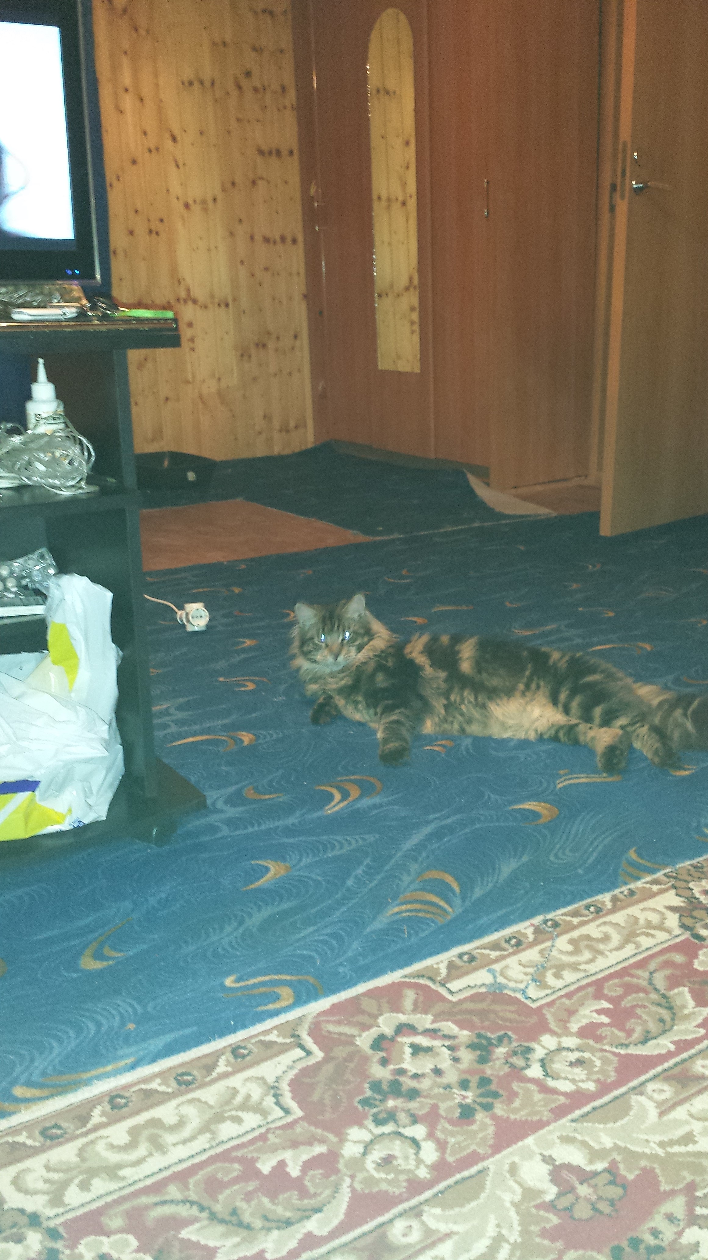 Кот мейн кун Куни (20140912_225315)