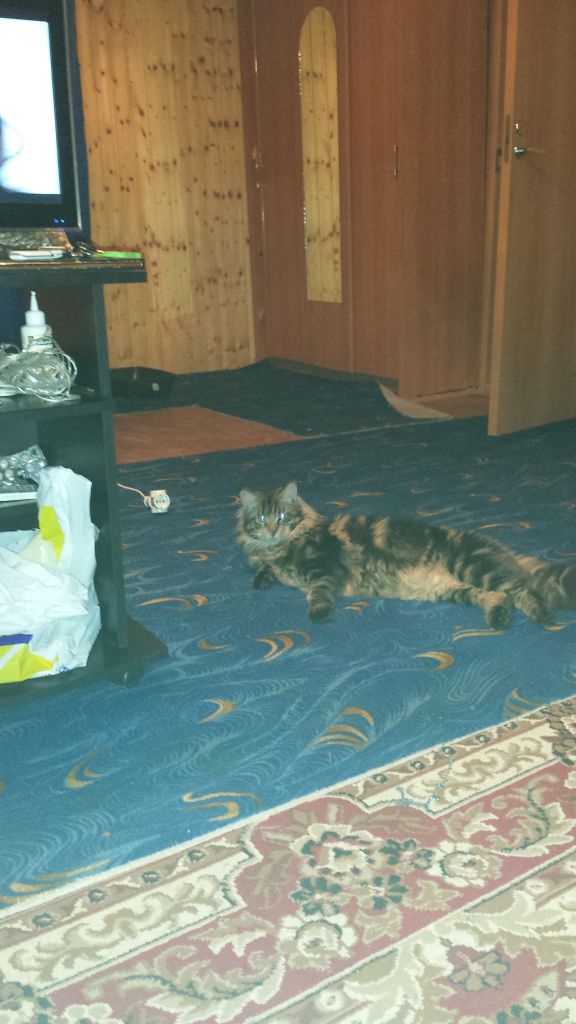 Кот мейн кун Куни (20140912_225315)
