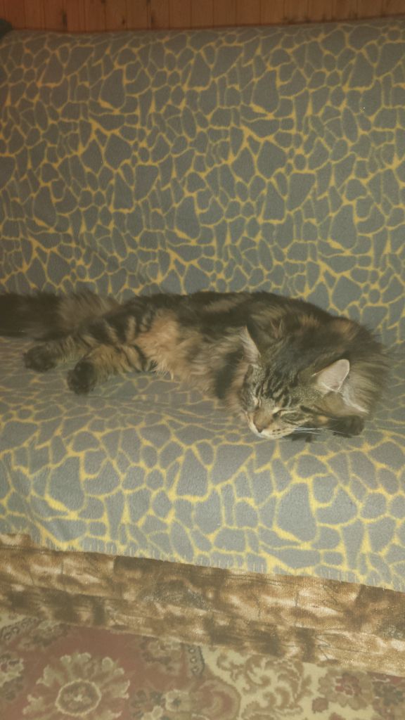 Кот мейн кун Куни (20140912_232008)