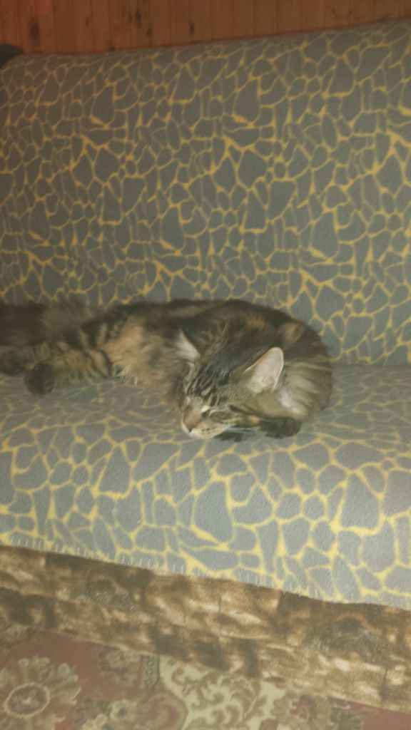 Кот мейн кун Куни (20140912_232019)