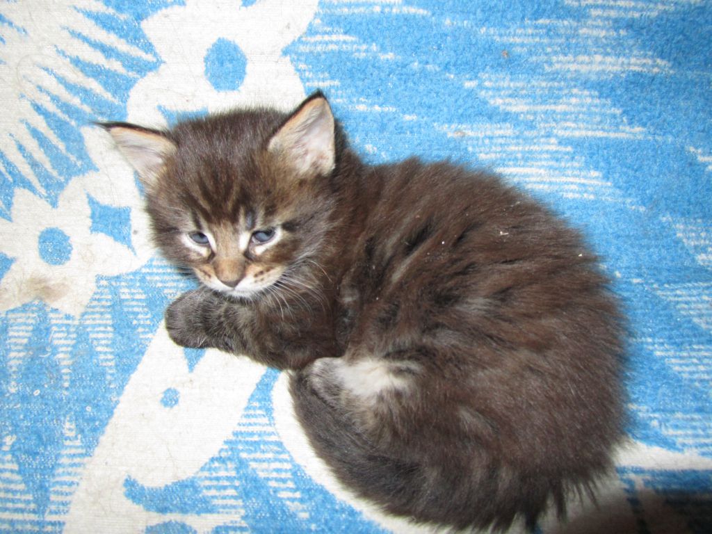 Котята мейн кун (IMG_0624)