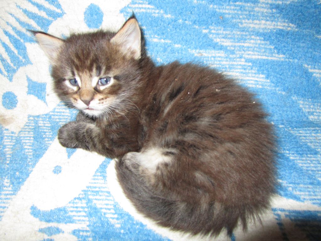 Котята мейн кун (IMG_0625)