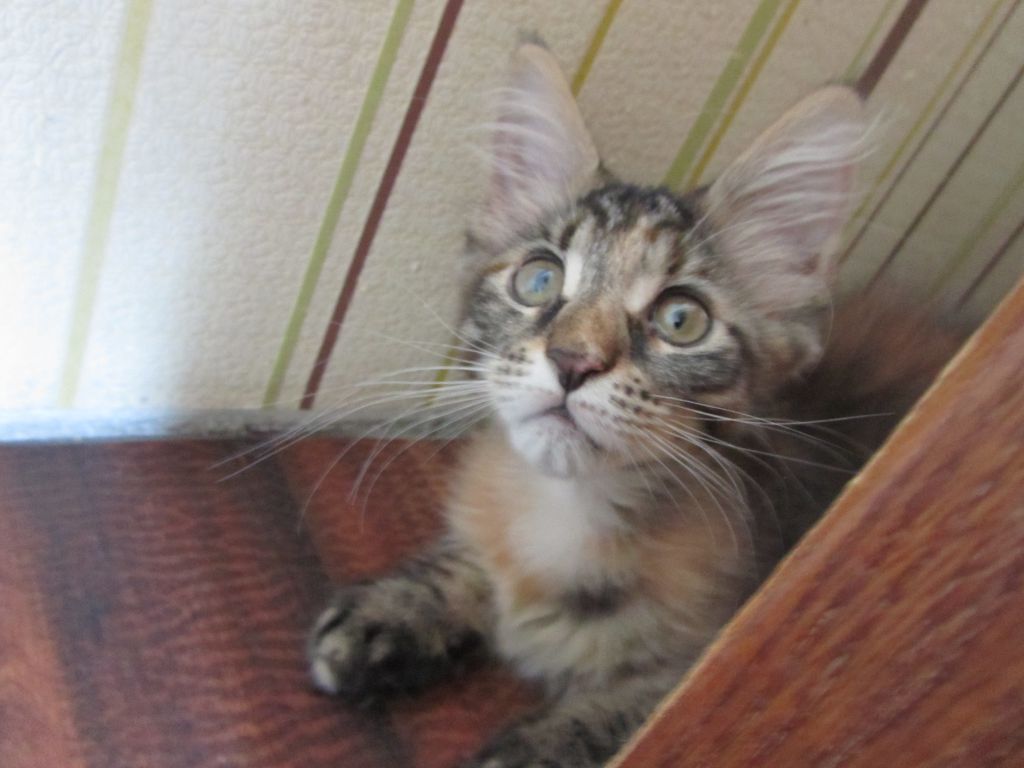 Кошка мейн кун Касси (IMG_1342)