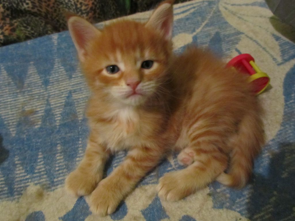 Котята мейн кун (IMG_0627)
