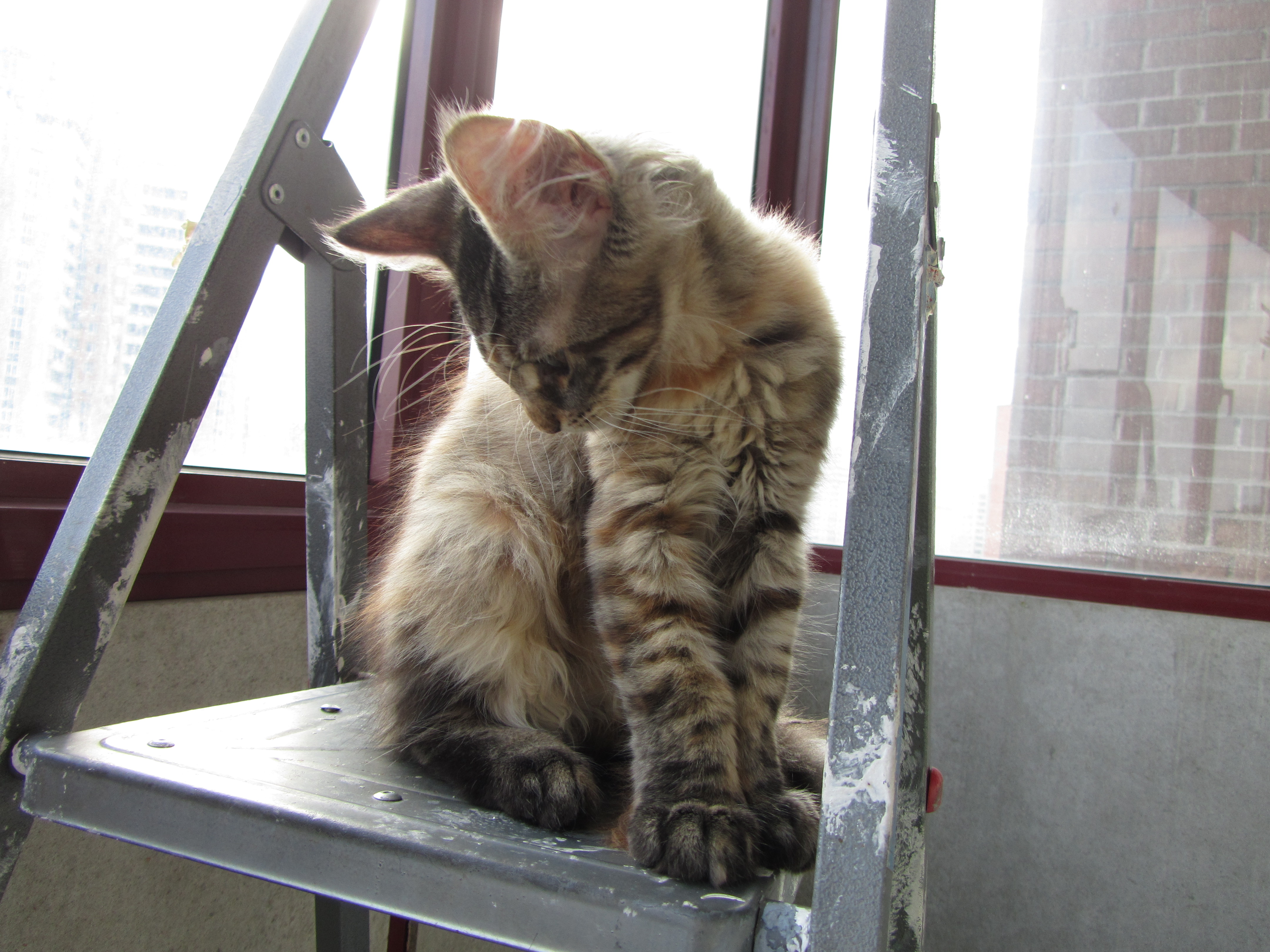 Кошка мейн кун Касси (IMG_1488)