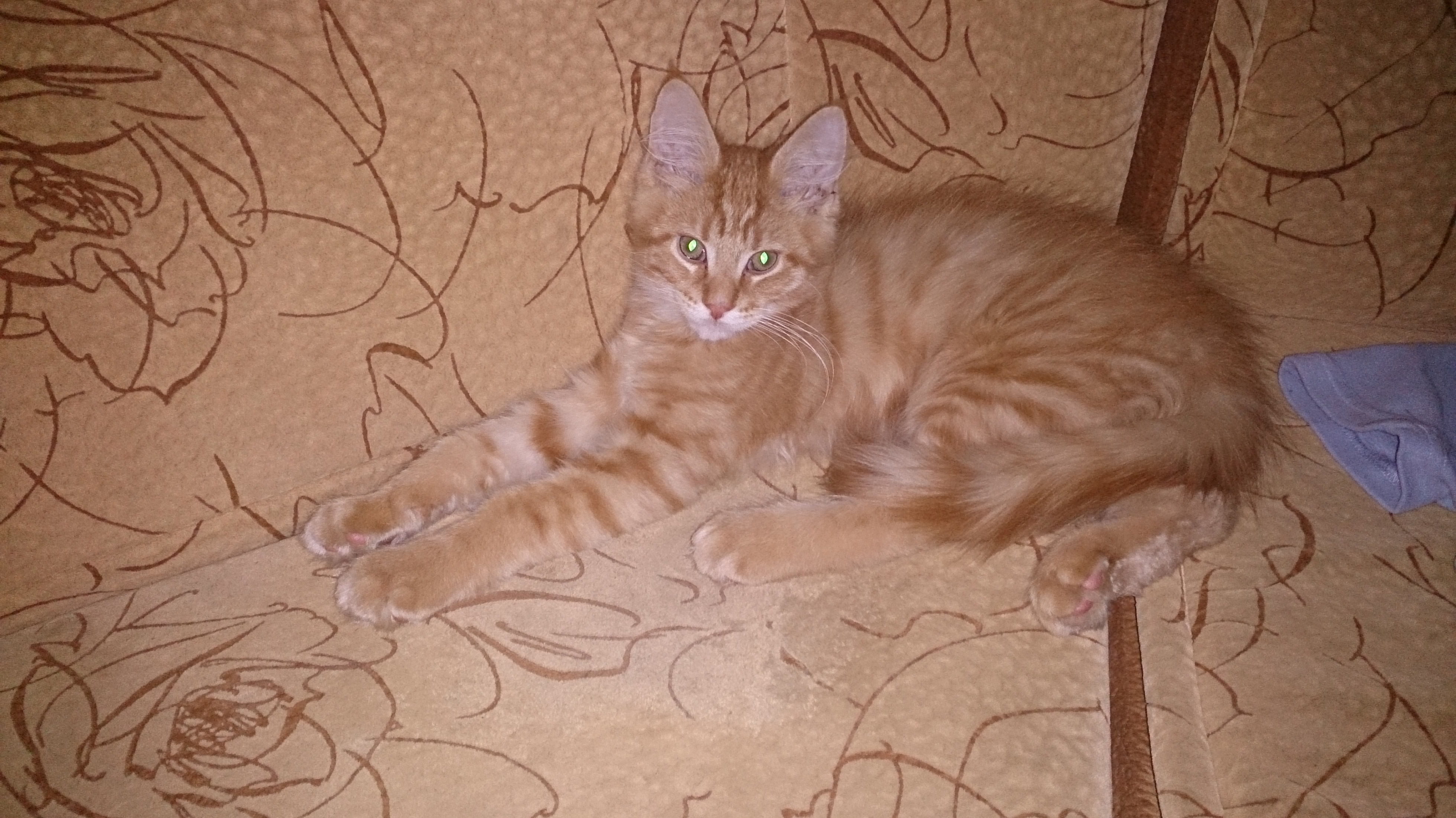 Кот мейн кун Раф (16)
