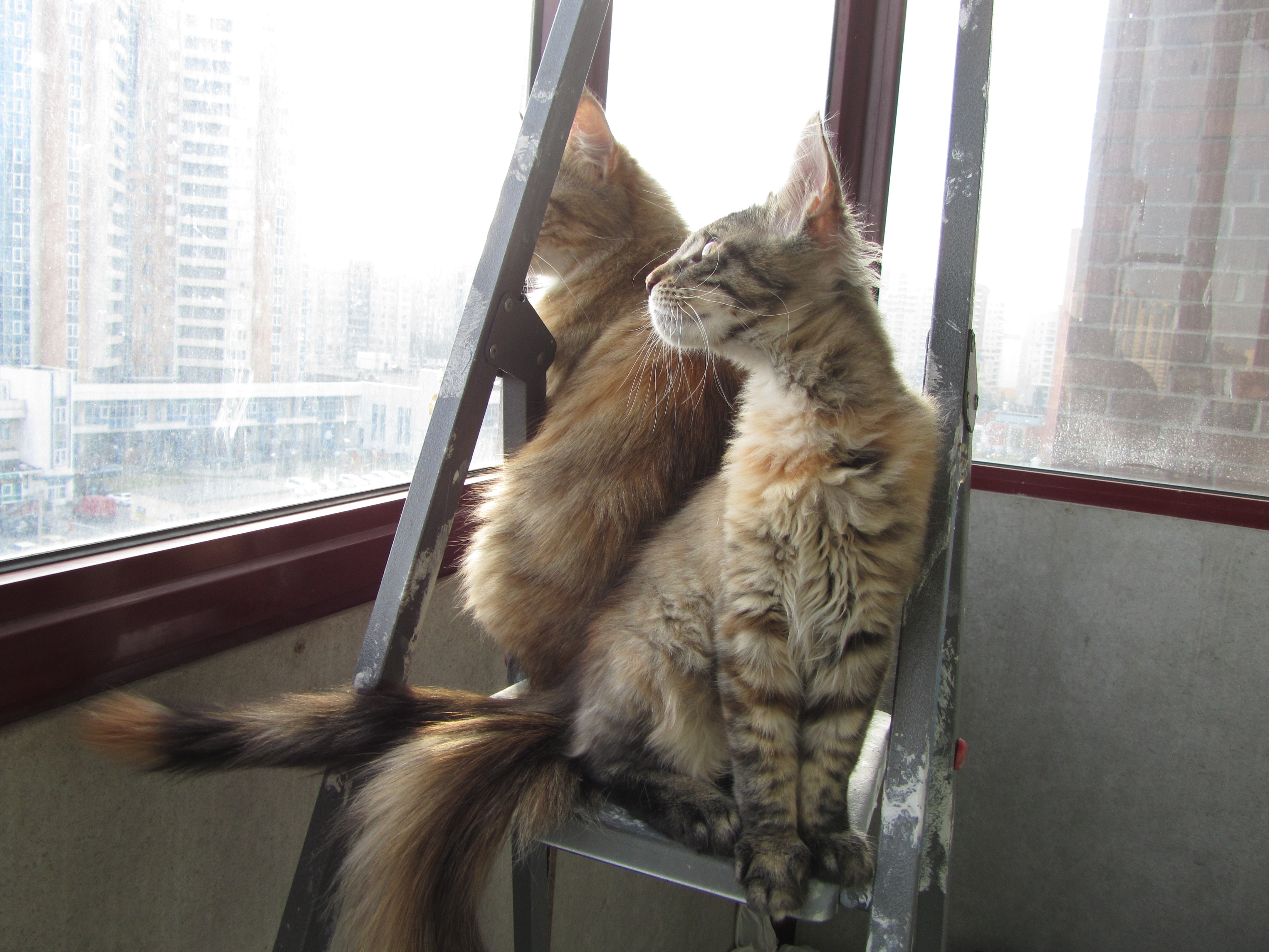 Кошка мейн кун Касси (IMG_1498)