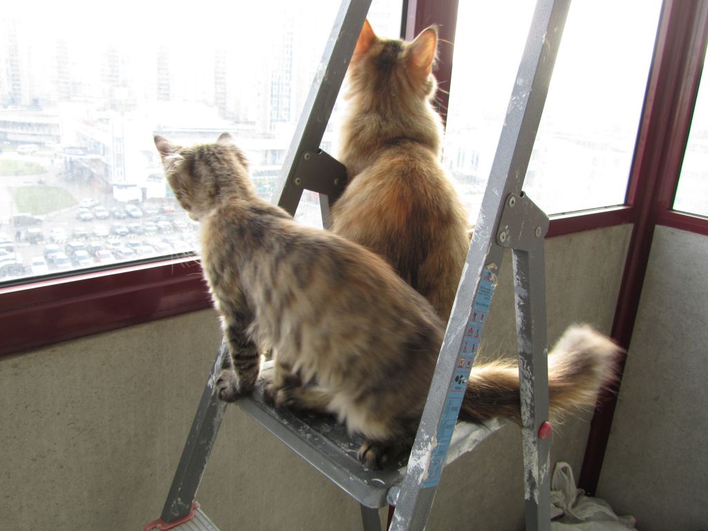 Кошка мейн кун Касси (IMG_1499)
