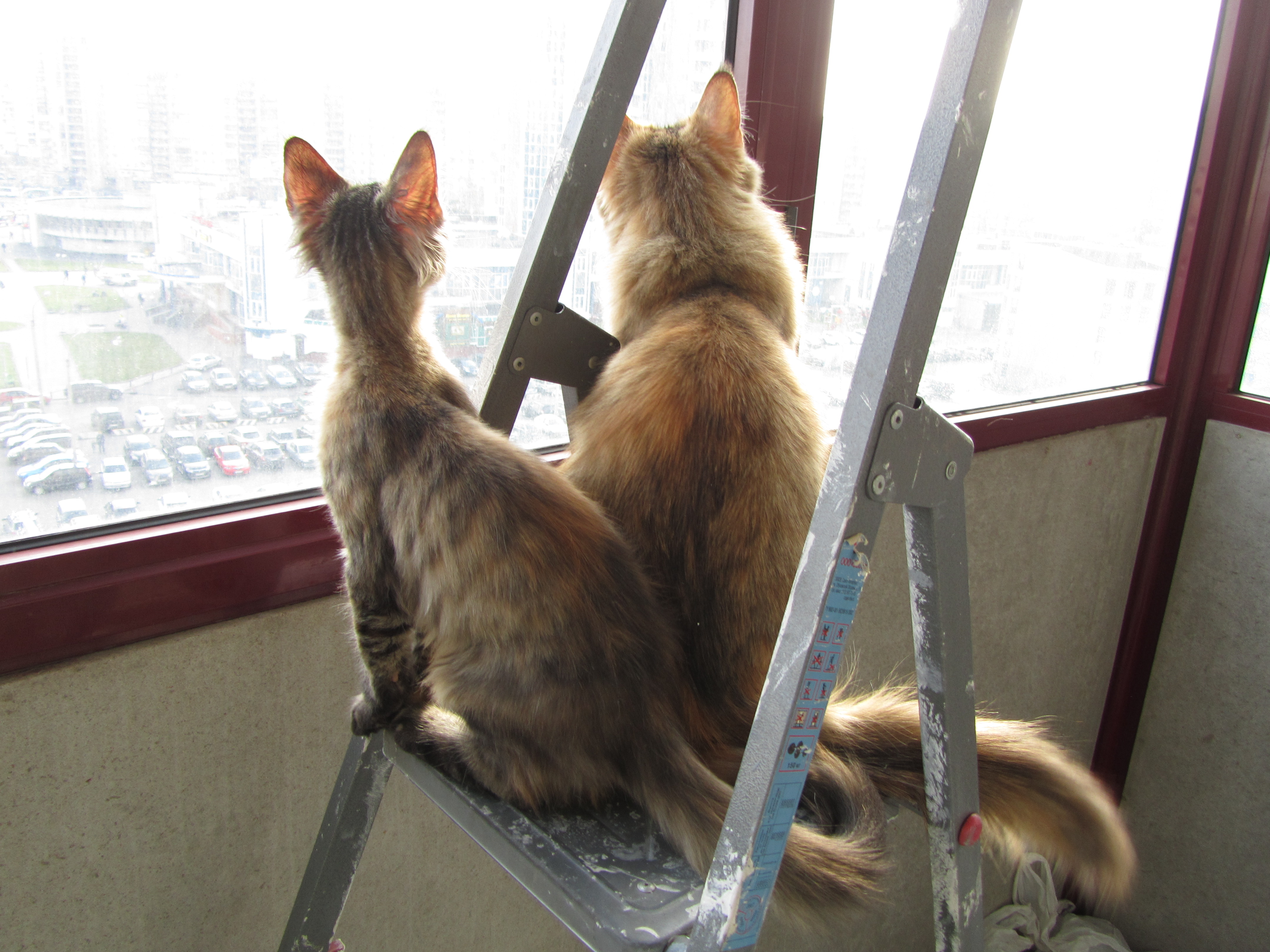 Кошка мейн кун Касси (IMG_1500)