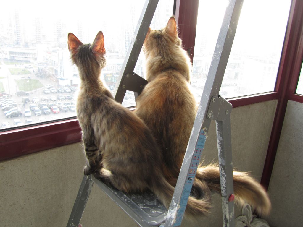 Кошка мейн кун Касси (IMG_1500)