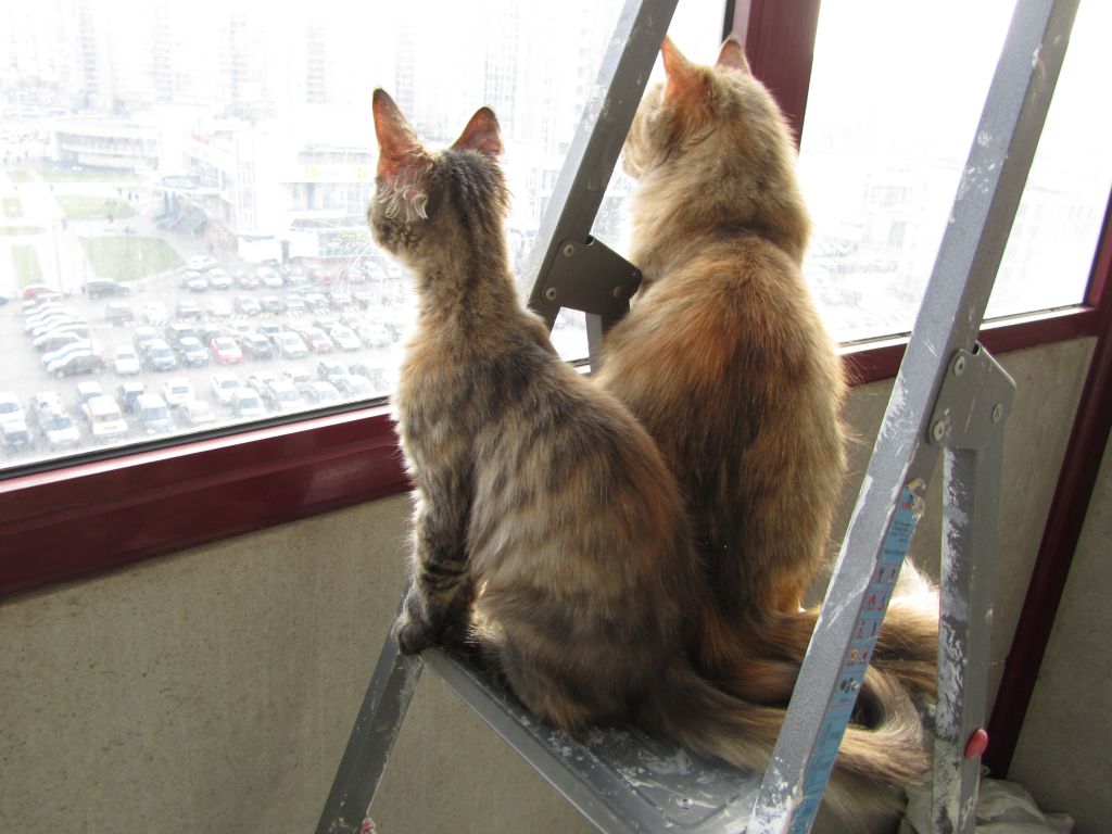 Кошка мейн кун Касси (IMG_1501)