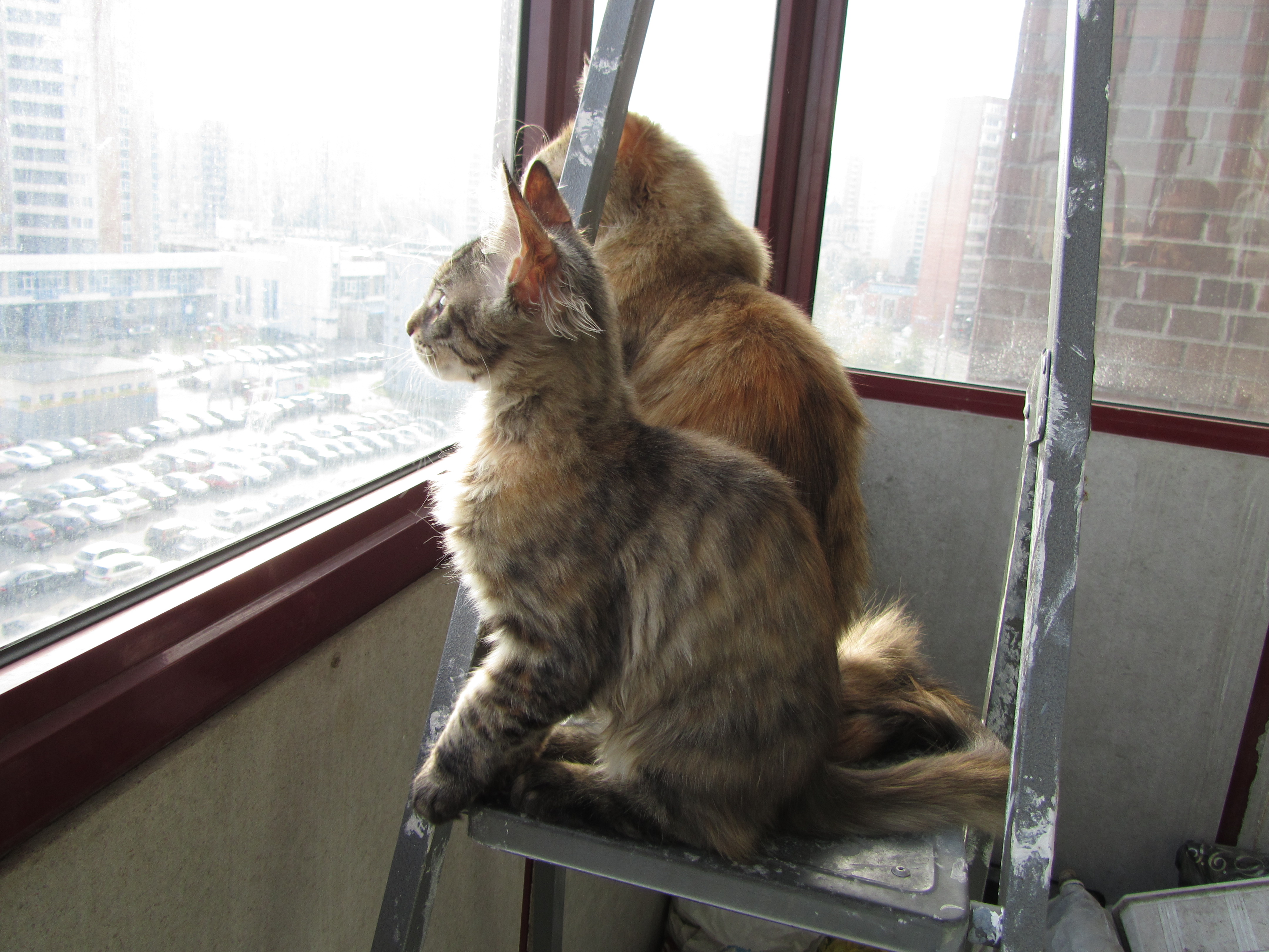 Кошка мейн кун Касси (IMG_1502)