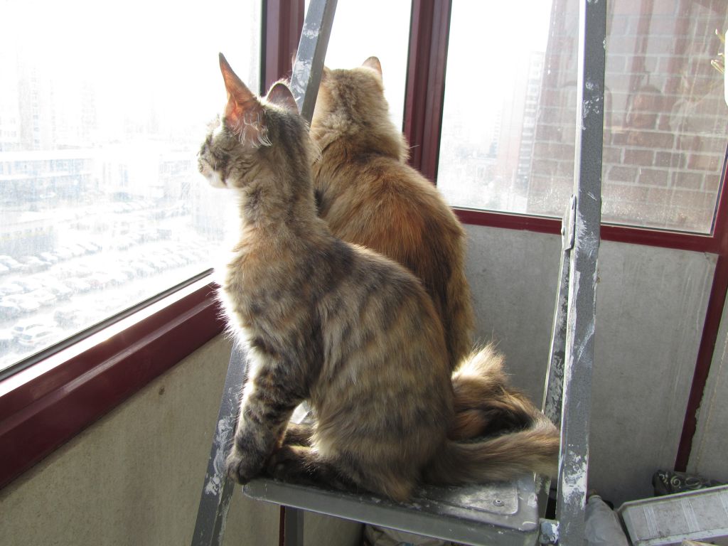 Кошка мейн кун Касси (IMG_1503)