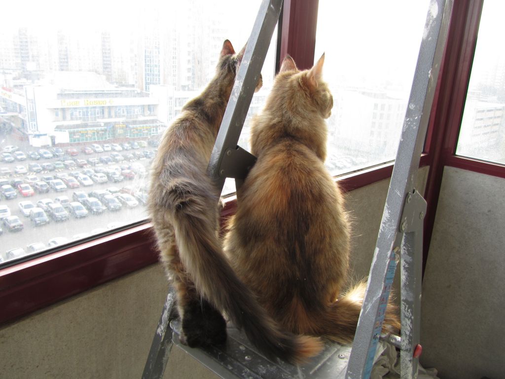 Кошка мейн кун Касси (IMG_1504)