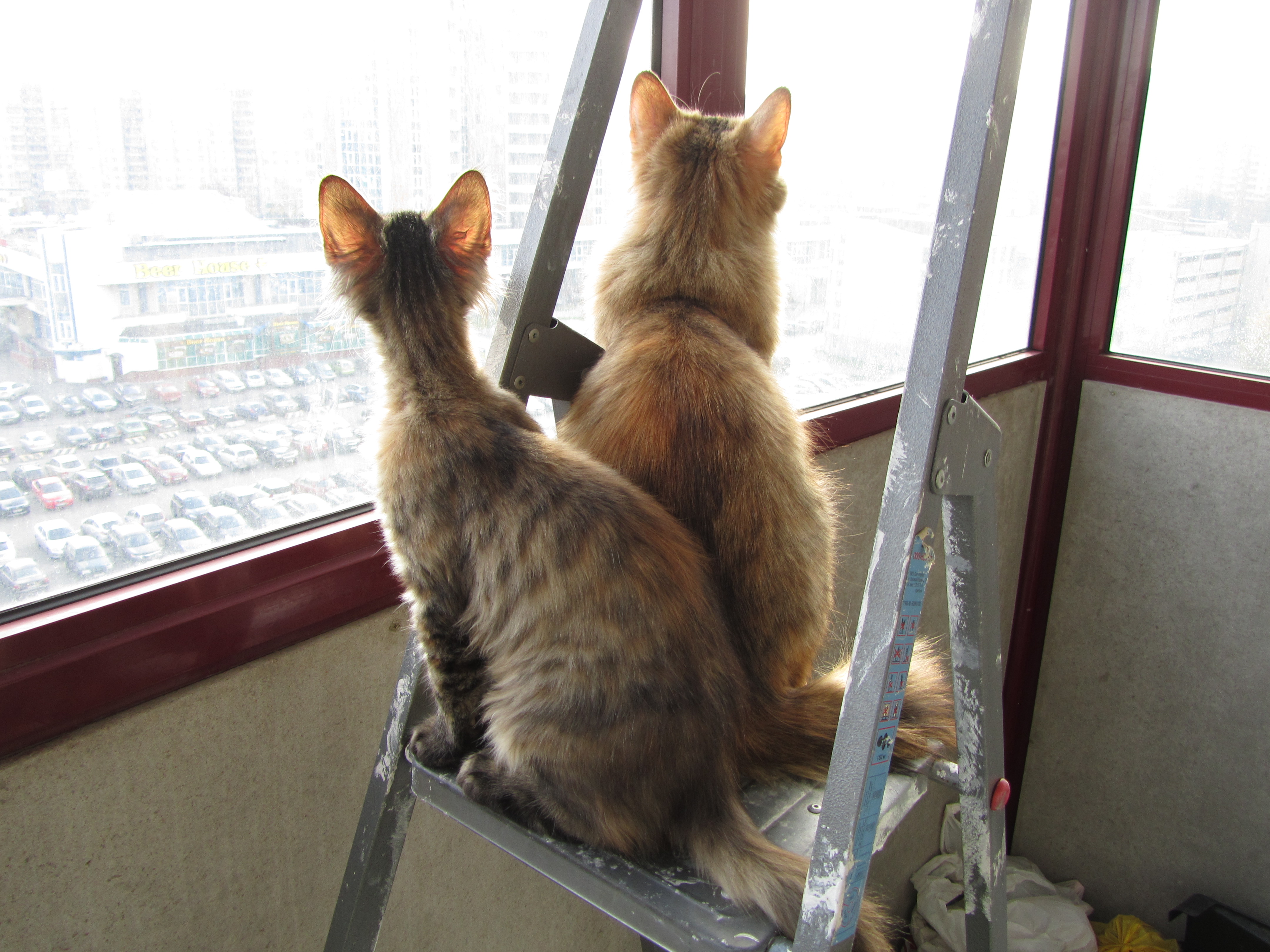 Кошка мейн кун Касси (IMG_1505)