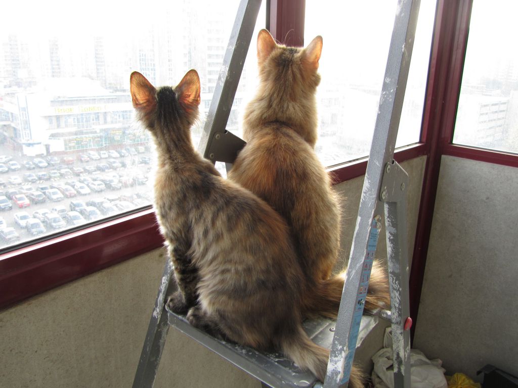 Кошка мейн кун Касси (IMG_1505)