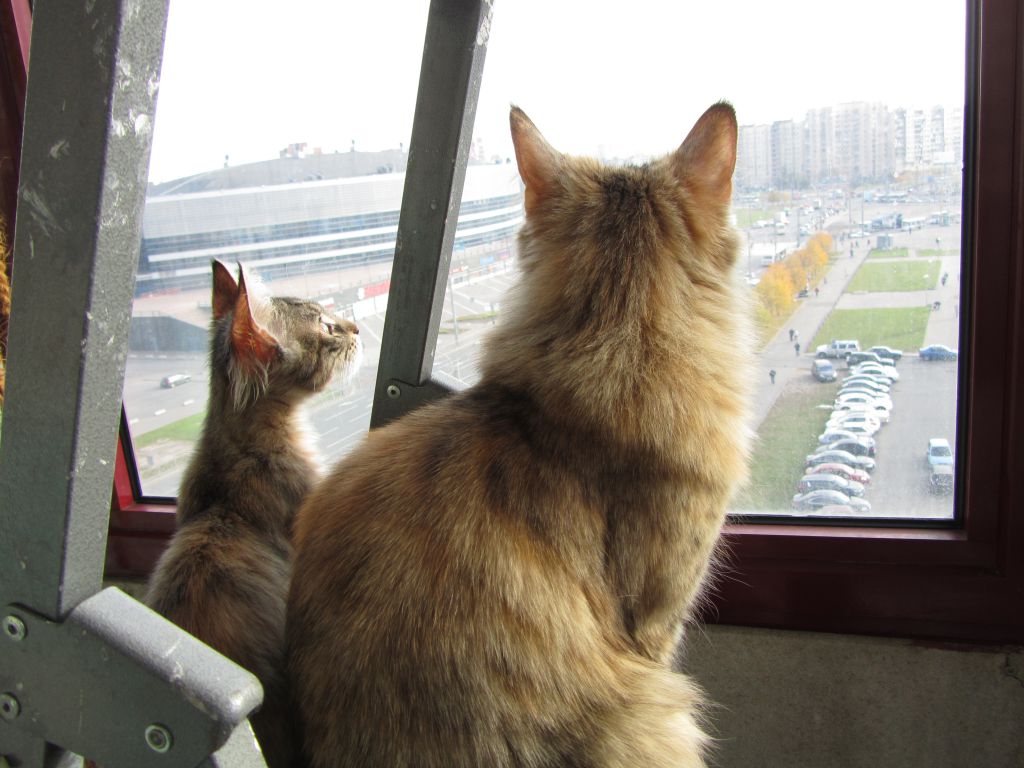 Кошка мейн кун Касси (IMG_1506)
