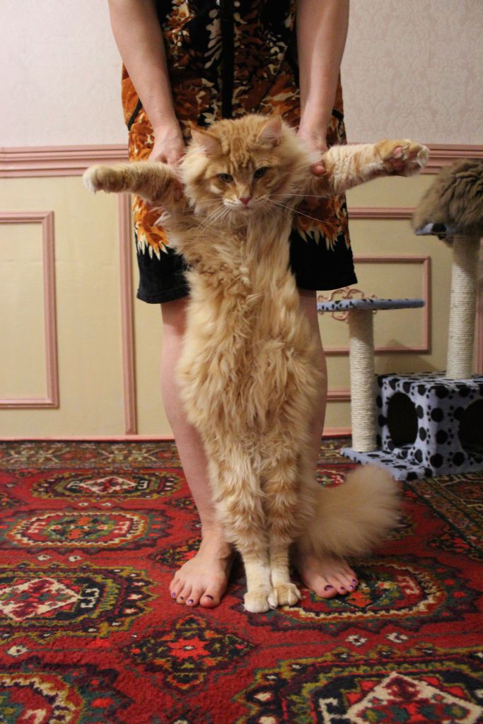 Кот мейн кун Лео (IMG_6375)