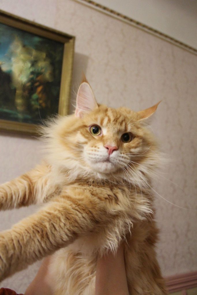 Кот мейн кун Лео (IMG_63521)