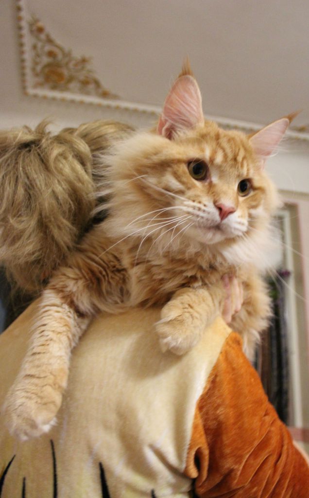 Кот мейн кун Лео (IMG_63601)